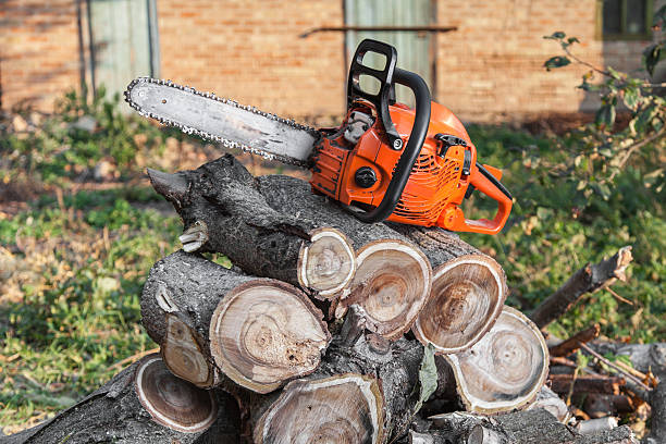 The Steps Involved in Our Tree Care Process in Southgate, FL